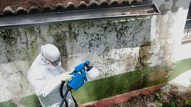 Trusted Black Mold Removal service in Bartlett, TX - Cheap Mold Removal